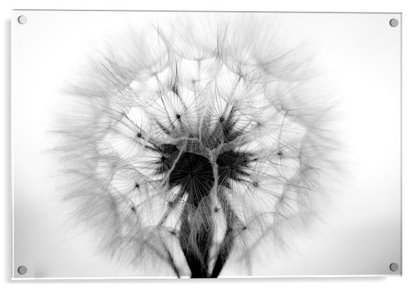  Dandelion in Mono Acrylic by Shawn Jeffries