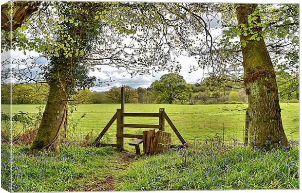  Blue Bells and Fence Stile Canvas Print by Mark  F Banks