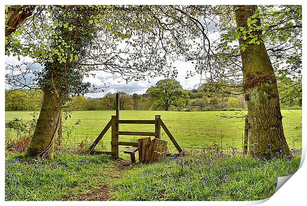  Blue Bells and Fence Stile Print by Mark  F Banks