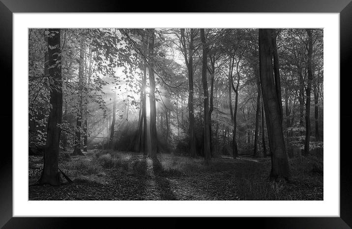  Misty Morning Woodlands B&W Framed Mounted Print by Ceri Jones