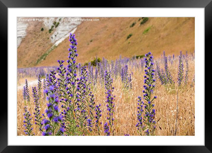 Purple flowers, New Zealand Framed Mounted Print by Phil Crean