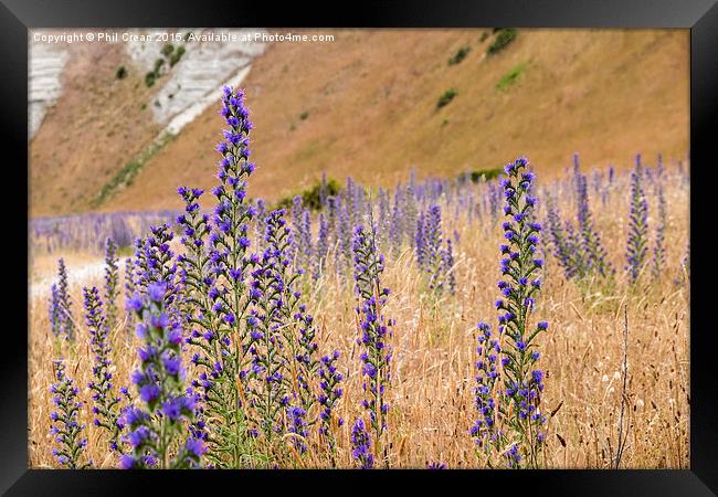 Purple flowers, New Zealand Framed Print by Phil Crean