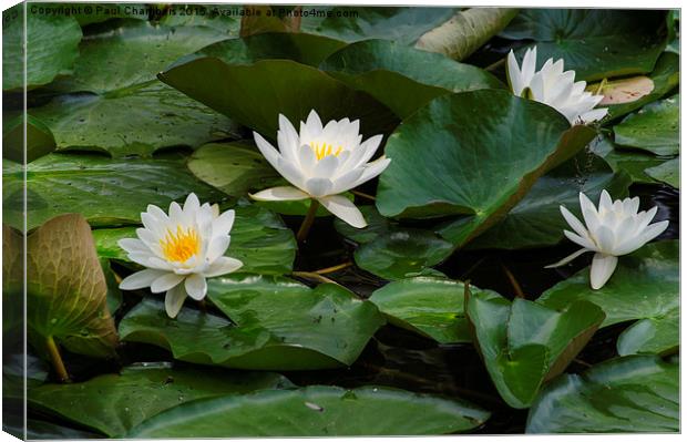 White Water Lillie's  Canvas Print by Paul Chambers