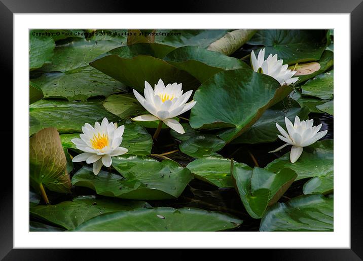 White Water Lillie's  Framed Mounted Print by Paul Chambers