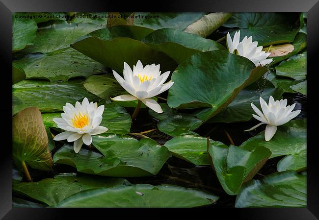 White Water Lillie's  Framed Print by Paul Chambers