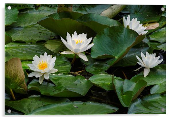 White Water Lillie's  Acrylic by Paul Chambers