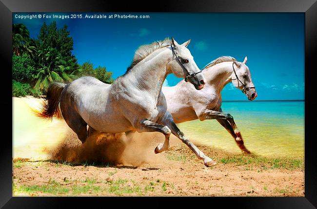  horses and beach Framed Print by Derrick Fox Lomax