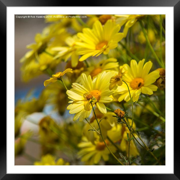  Yellow Daisies  Framed Mounted Print by Rob Hawkins
