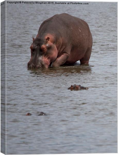  Hippos Canvas Print by Petronella Wiegman