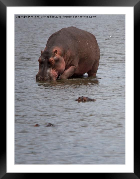  Hippos Framed Mounted Print by Petronella Wiegman