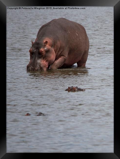  Hippos Framed Print by Petronella Wiegman