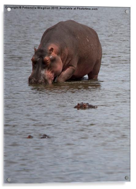  Hippos Acrylic by Petronella Wiegman