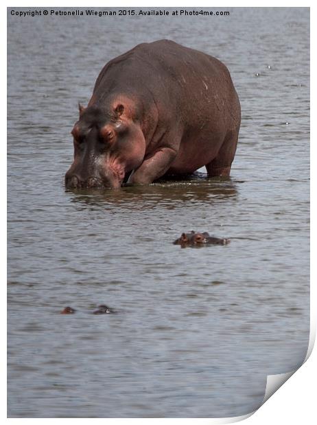  Hippos Print by Petronella Wiegman
