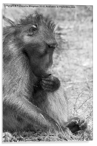  Baboon Acrylic by Petronella Wiegman