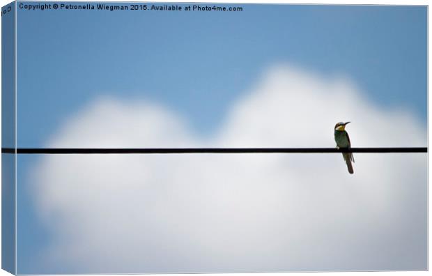  Bee eater Canvas Print by Petronella Wiegman