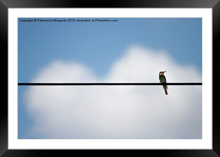  Bee eater Framed Mounted Print by Petronella Wiegman