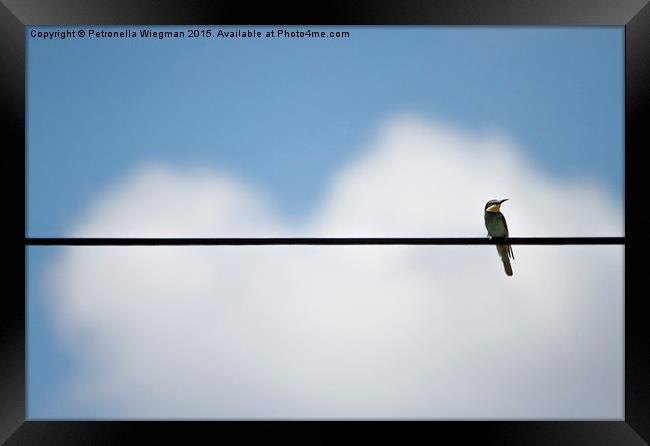  Bee eater Framed Print by Petronella Wiegman