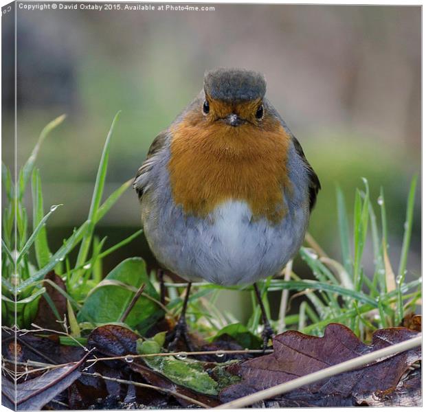 Curious Robin - The original angry bird Canvas Print by David Oxtaby  ARPS