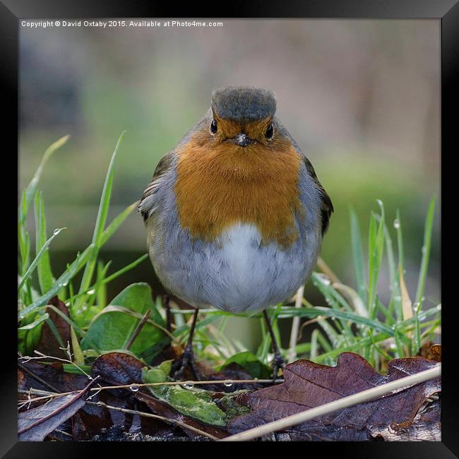 Curious Robin - The original angry bird Framed Print by David Oxtaby  ARPS