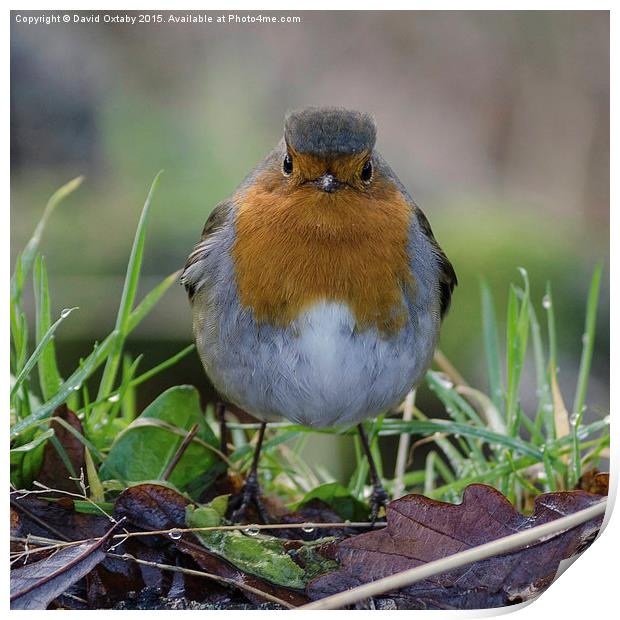 Curious Robin - The original angry bird Print by David Oxtaby  ARPS
