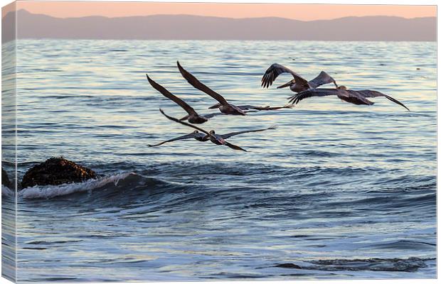  Brown Pelican Formation Canvas Print by Shawn Jeffries