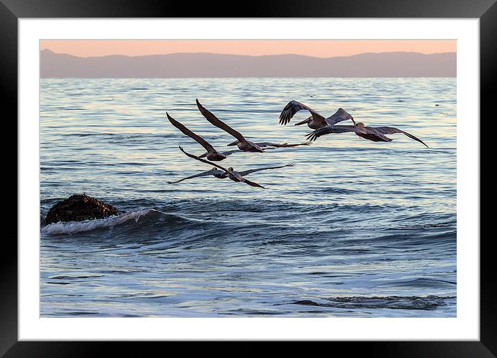  Brown Pelican Formation Framed Mounted Print by Shawn Jeffries