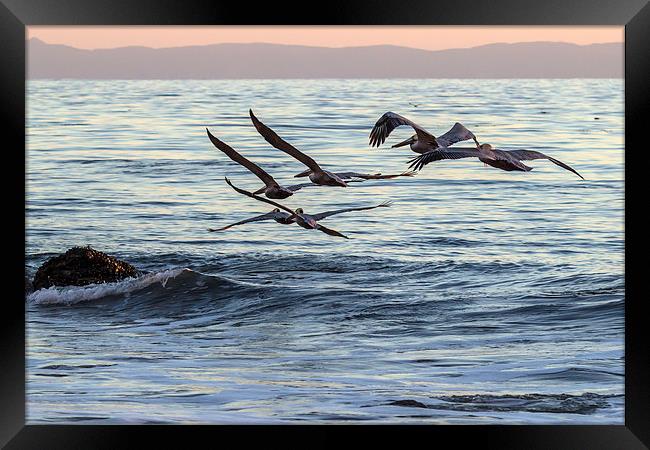  Brown Pelican Formation Framed Print by Shawn Jeffries