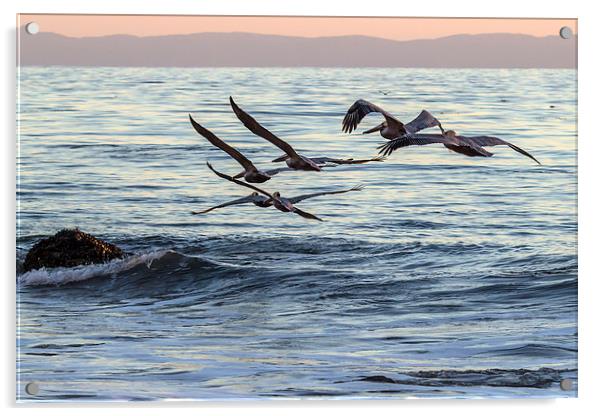  Brown Pelican Formation Acrylic by Shawn Jeffries