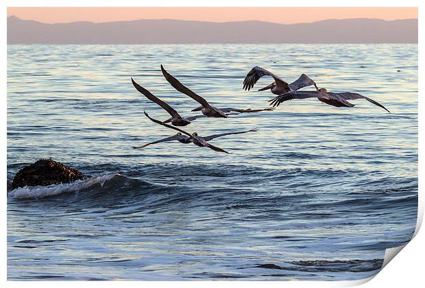  Brown Pelican Formation Print by Shawn Jeffries