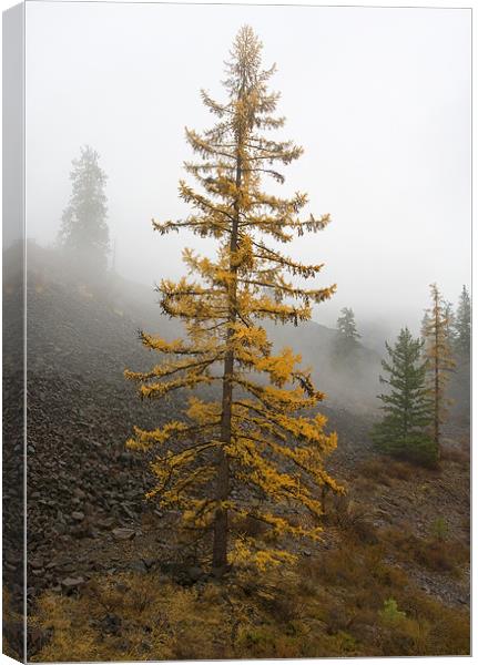 Golden Larch Canvas Print by Mike Dawson