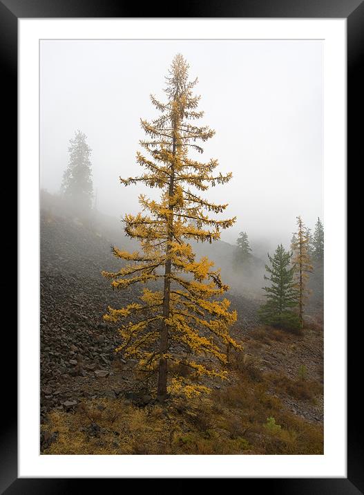Golden Larch Framed Mounted Print by Mike Dawson