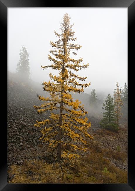 Golden Larch Framed Print by Mike Dawson