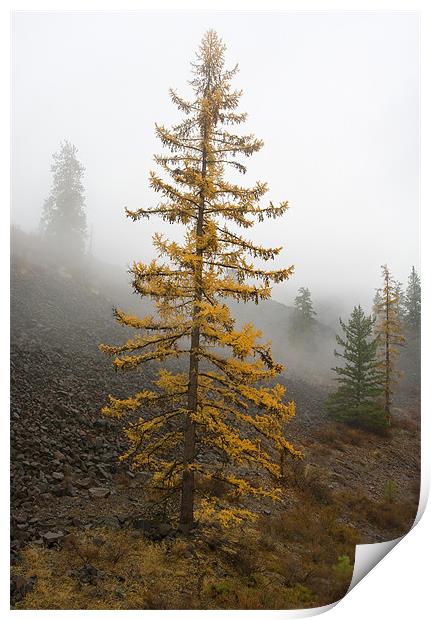 Golden Larch Print by Mike Dawson