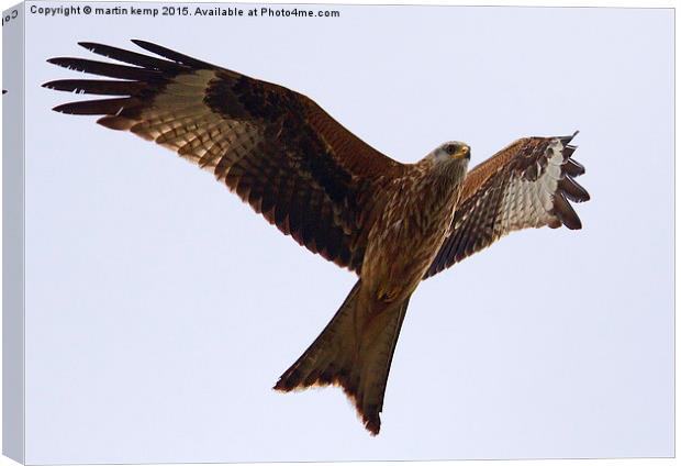 Red Kite 2  Canvas Print by Martin Kemp Wildlife