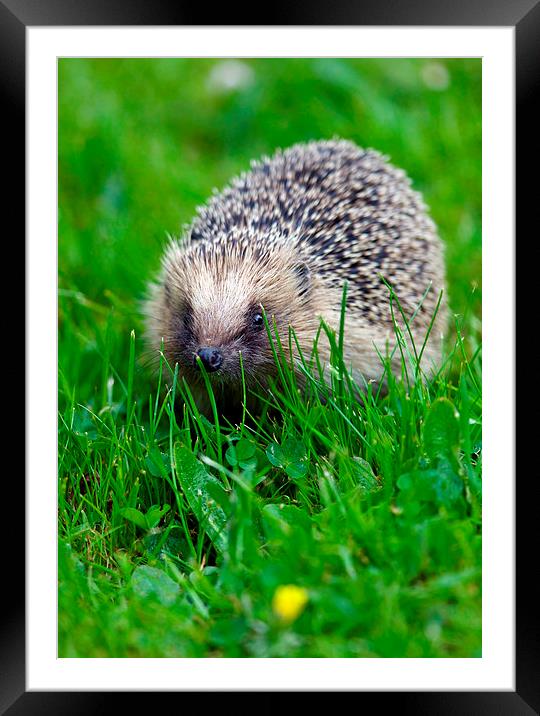 Hedgehog 1  Framed Mounted Print by Martin Kemp Wildlife
