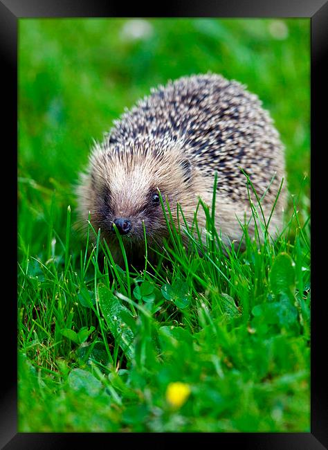 Hedgehog 1  Framed Print by Martin Kemp Wildlife