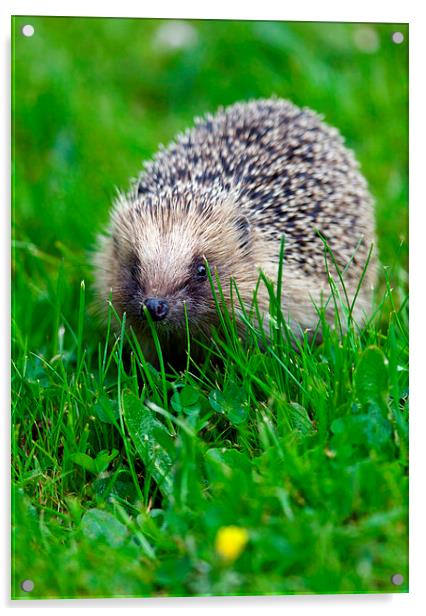 Hedgehog 1  Acrylic by Martin Kemp Wildlife