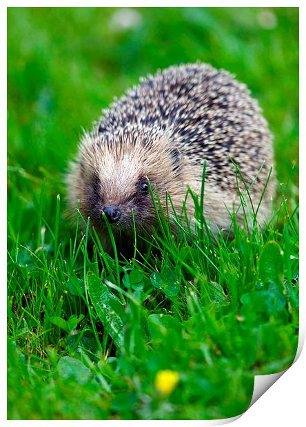 Hedgehog 1  Print by Martin Kemp Wildlife