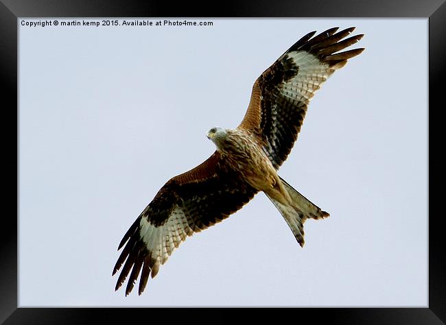 Red Kite 3  Framed Print by Martin Kemp Wildlife