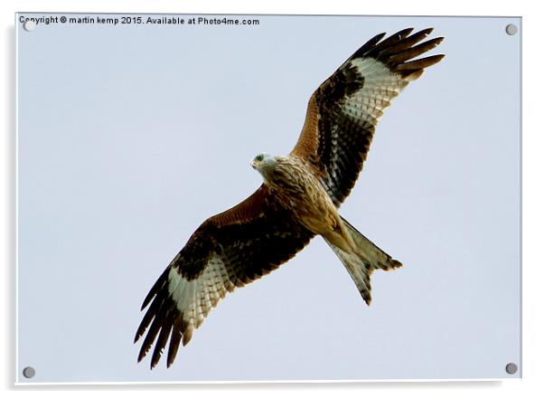 Red Kite 3  Acrylic by Martin Kemp Wildlife