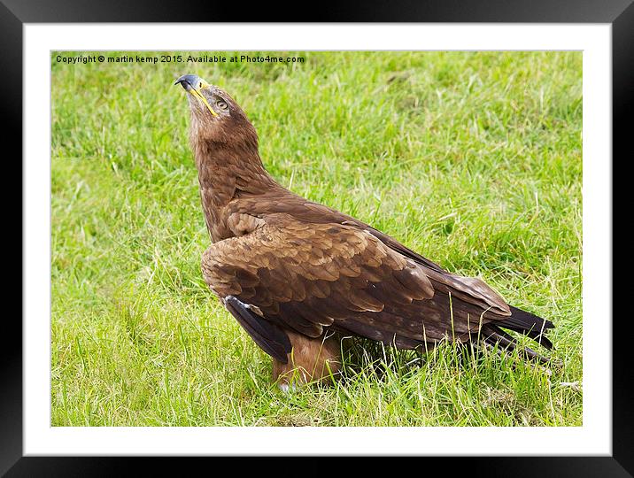 Steppe Eagle  Framed Mounted Print by Martin Kemp Wildlife