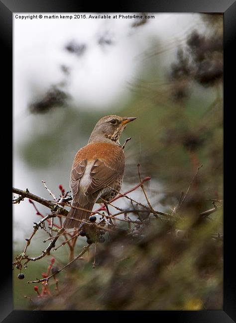 Fieldfare 2  Framed Print by Martin Kemp Wildlife