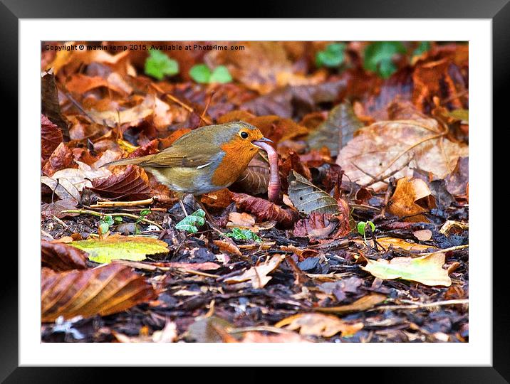 Robin with Worm  Framed Mounted Print by Martin Kemp Wildlife