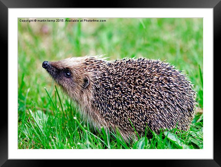 Hedgehog 2  Framed Mounted Print by Martin Kemp Wildlife
