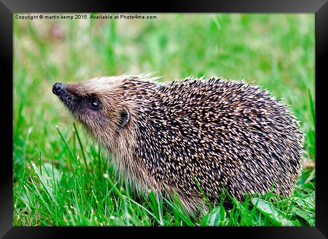 Hedgehog 2  Framed Print by Martin Kemp Wildlife