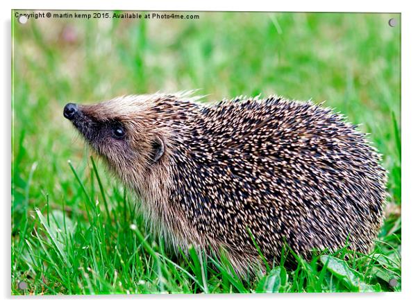 Hedgehog 2  Acrylic by Martin Kemp Wildlife