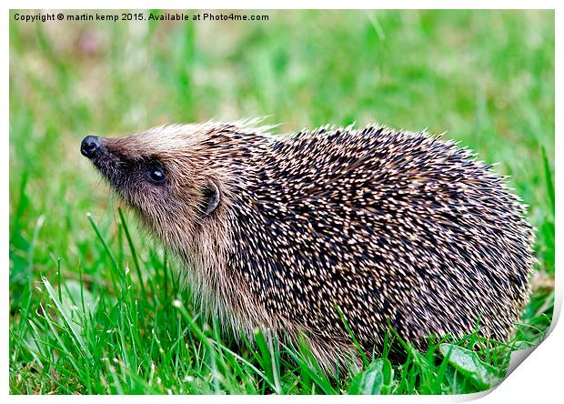 Hedgehog 2  Print by Martin Kemp Wildlife