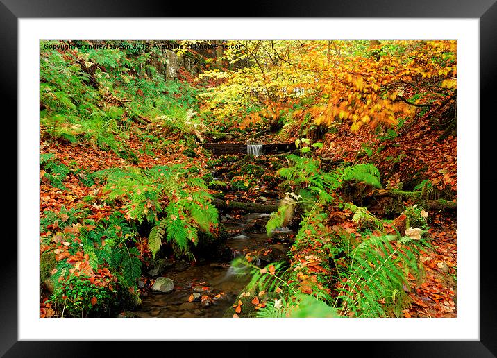  AUTUMN Framed Mounted Print by andrew saxton