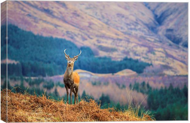  Glen Etive Stag. Canvas Print by Tommy Dickson