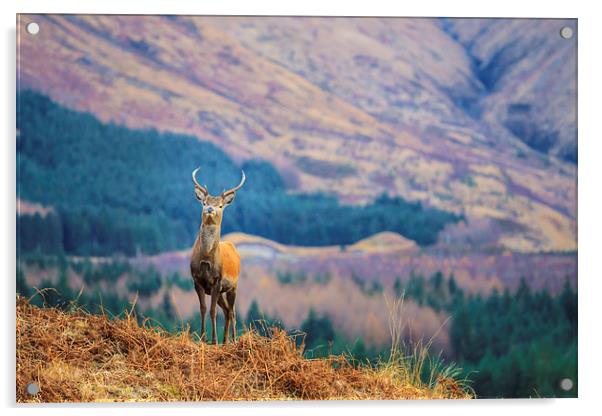  Glen Etive Stag. Acrylic by Tommy Dickson
